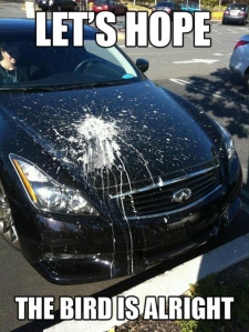 funny-pictures-bird-poop-on-a-car1